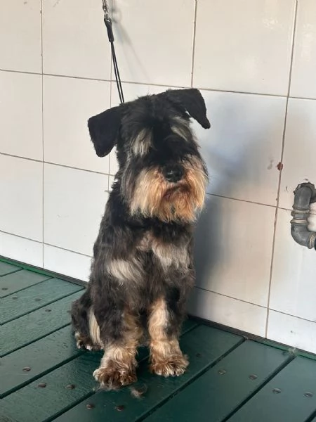 FUOCO vivace schnauzer nano in adozione
