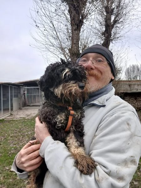 FUOCO vivace schnauzer nano in adozione
