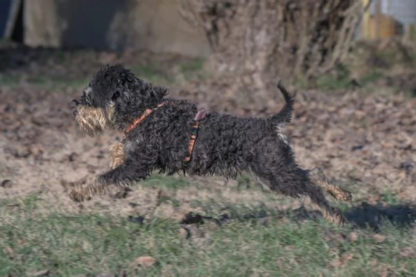 FUOCO vivace schnauzer nano in adozione | Foto 3