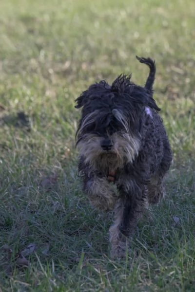 FUOCO vivace schnauzer nano in adozione | Foto 2