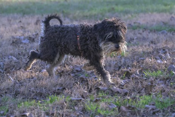 FUOCO vivace schnauzer nano in adozione | Foto 1