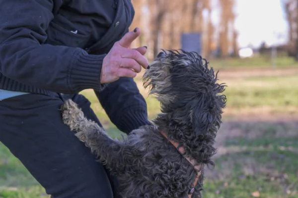 FUOCO vivace schnauzer nano in adozione | Foto 0
