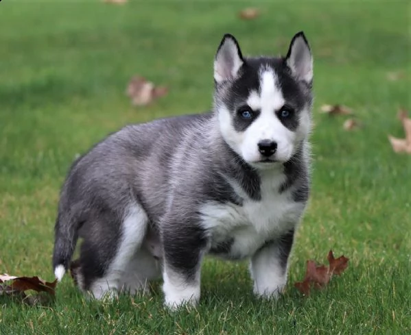 due kuccioli di siberian husky kon pedigree enci | Foto 1