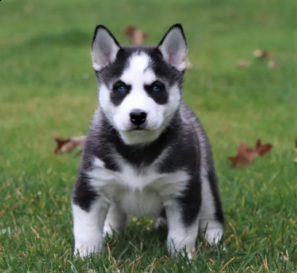 due kuccioli di siberian husky kon pedigree enci | Foto 0