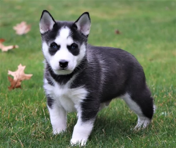 due kuccioli di siberian husky kon pedigree enci