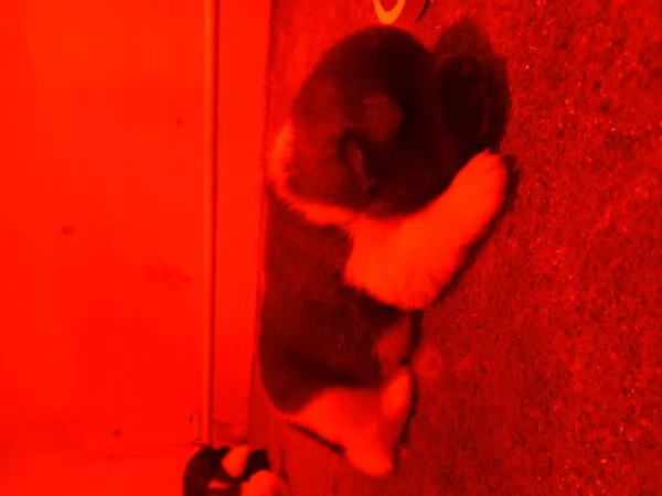 AKITA AMERICANO | Foto 3