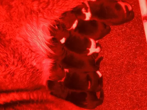 AKITA AMERICANO | Foto 2