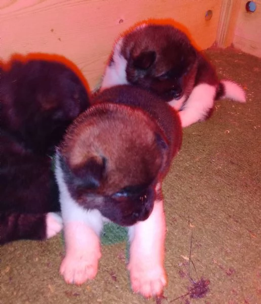 AKITA AMERICANO | Foto 1