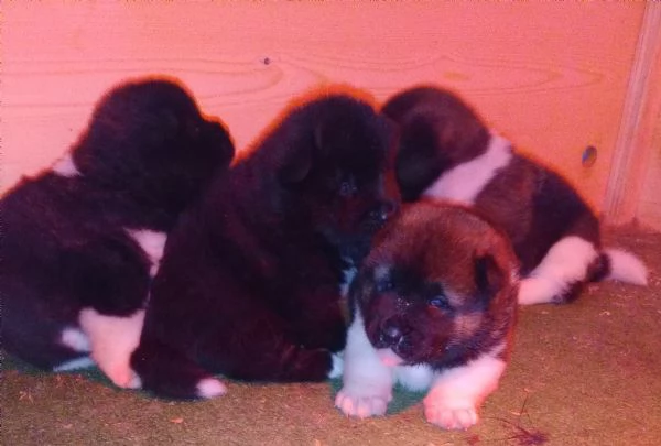 AKITA AMERICANO | Foto 0