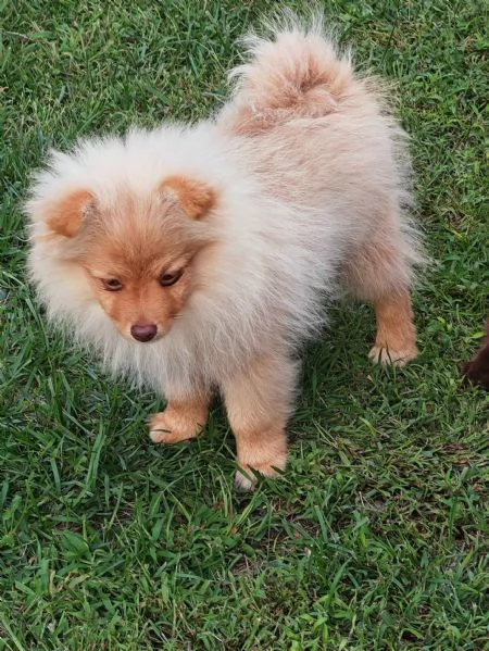 Cuccioli Spitz Tedesco Piccolo  Kleinspitz  | Foto 6