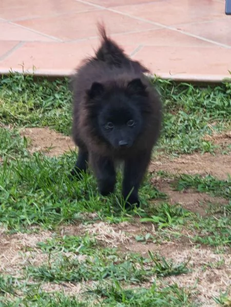 Cuccioli Spitz Tedesco Piccolo  Kleinspitz  | Foto 5