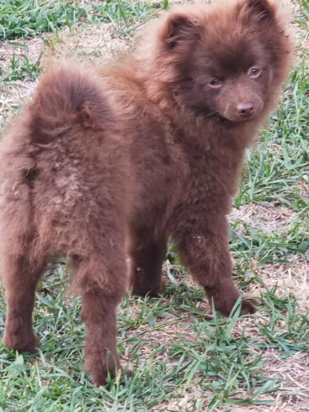 Cuccioli Spitz Tedesco Piccolo  Kleinspitz  | Foto 4