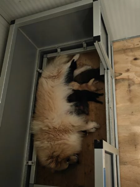 Cuccioli Spitz Tedesco Piccolo  Kleinspitz 