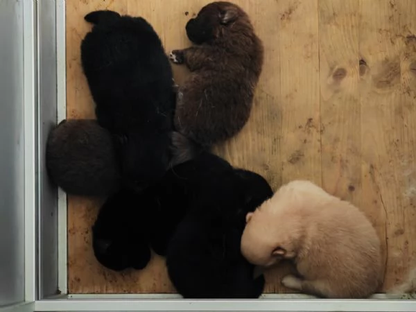 Cuccioli Spitz Tedesco Piccolo  Kleinspitz  | Foto 5