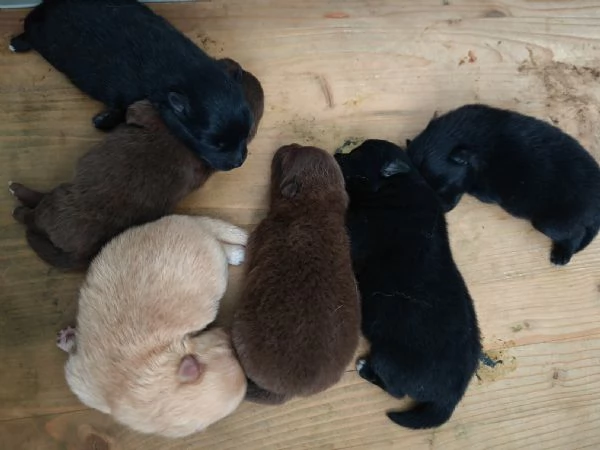 Cuccioli Spitz Tedesco Piccolo  Kleinspitz  | Foto 4