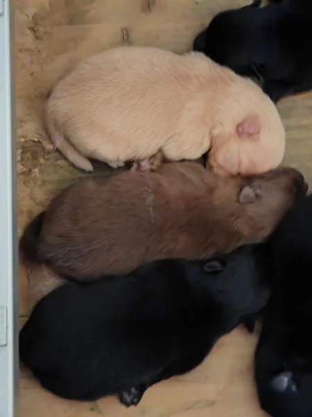 Cuccioli Spitz Tedesco Piccolo  Kleinspitz  | Foto 3