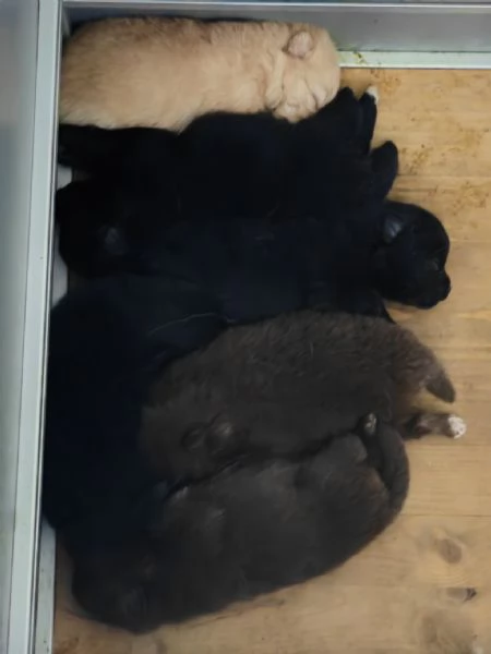 Cuccioli Spitz Tedesco Piccolo  Kleinspitz  | Foto 1