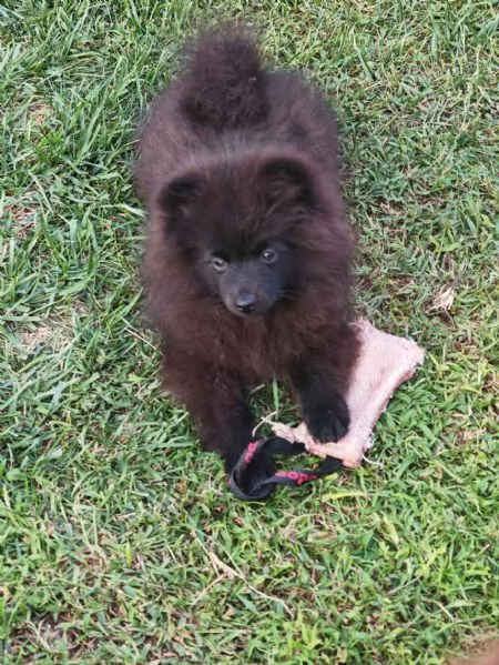 Cuccioli Spitz Tedesco Piccolo  Kleinspitz  | Foto 3