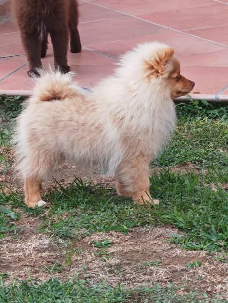 Cuccioli Spitz Tedesco Piccolo  Kleinspitz  | Foto 2