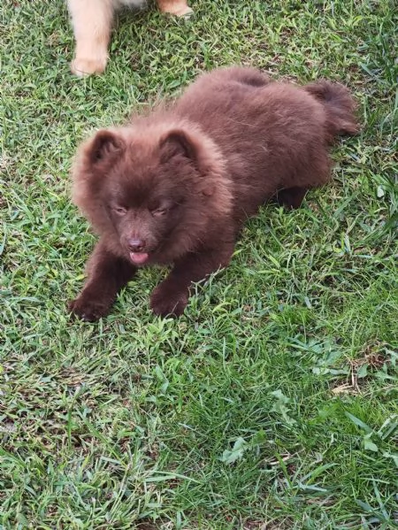 Cuccioli Spitz Tedesco Piccolo  Kleinspitz  | Foto 1