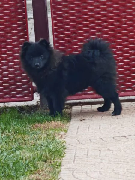 Cuccioli Spitz Tedesco Piccolo  Kleinspitz  | Foto 4