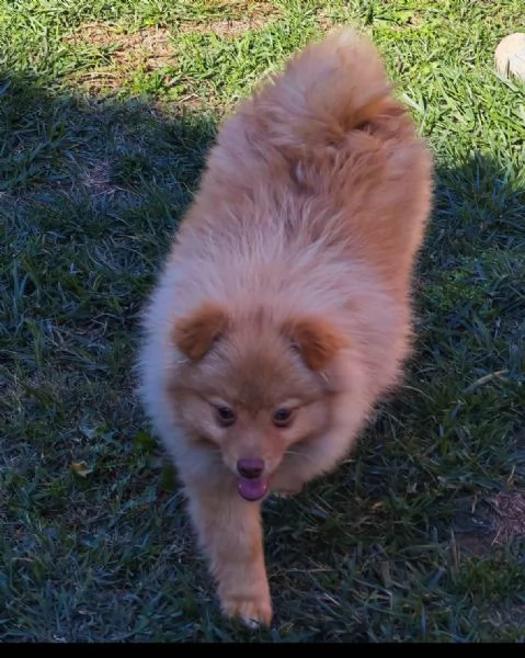 Cucciola spitz tedesco piccolo  kleinspitz  | Foto 3