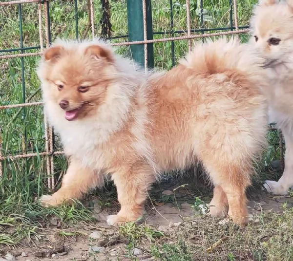 Cucciola spitz tedesco piccolo  kleinspitz  | Foto 2