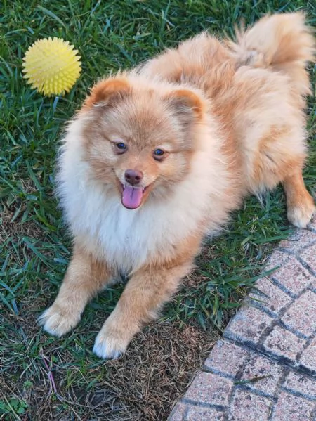 Cucciola spitz tedesco piccolo  kleinspitz  | Foto 1