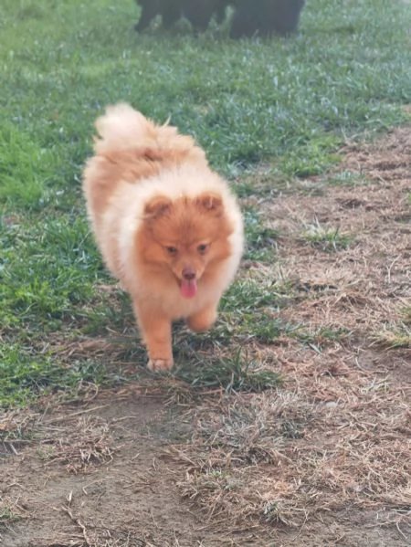 Cucciola spitz tedesco piccolo  kleinspitz  | Foto 0