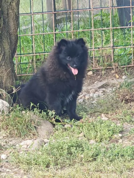 Cucciolo spitz tedesco piccolo  kleinspitz  | Foto 3