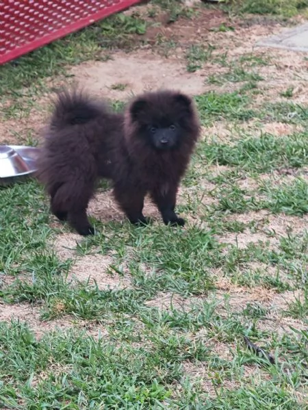 Cucciolo spitz tedesco piccolo  kleinspitz  | Foto 2