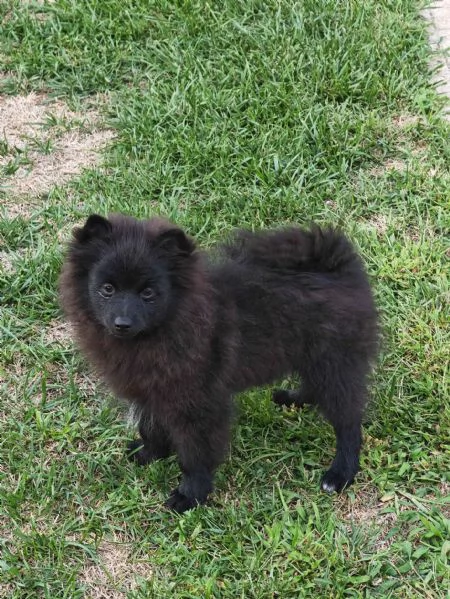 Cucciolo spitz tedesco piccolo  kleinspitz  | Foto 1