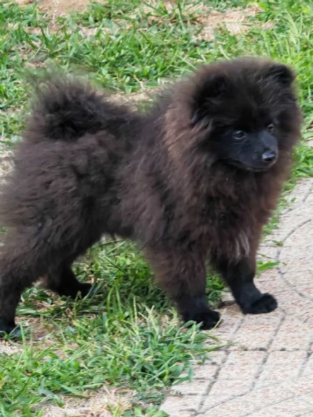 Cucciolo spitz tedesco piccolo  kleinspitz  | Foto 0