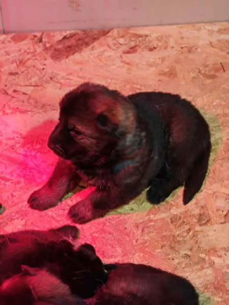 Cuccioli Pastore Tedesco linea da lavoro  grigioni 