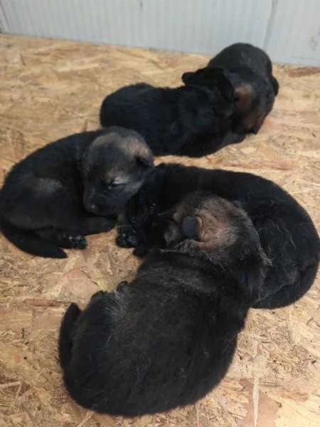 Cuccioli Pastore Tedesco linea da lavoro  grigioni  | Foto 3