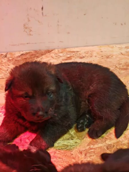Cuccioli Pastore Tedesco linea da lavoro  grigioni  | Foto 2