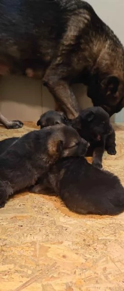 Cuccioli Pastore Tedesco linea da lavoro  grigioni  | Foto 1
