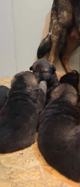 Cuccioli Pastore Tedesco linea da lavoro  grigioni  | Foto 0