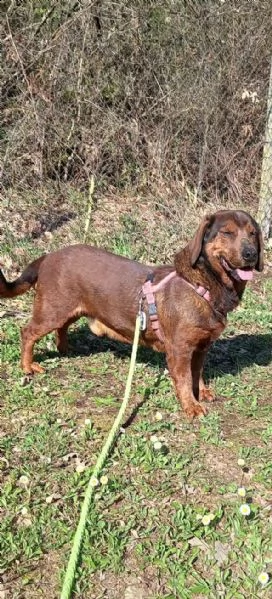 dack simpatico cagnolino da a dottare subito 