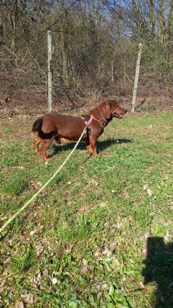 dack simpatico cagnolino da a dottare subito  | Foto 0