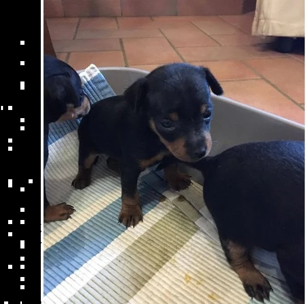 pinscher mini toy | Foto 0