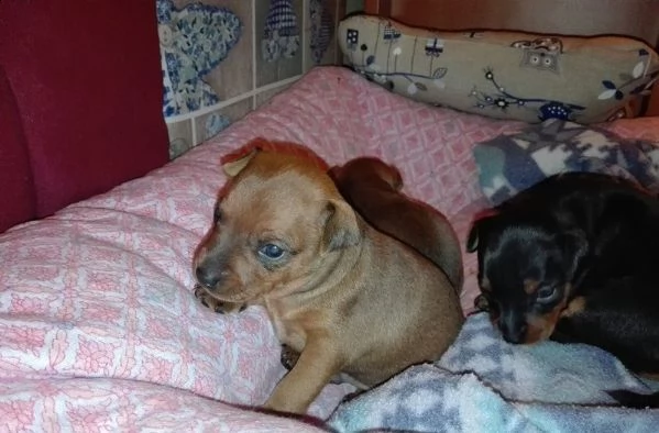 pinscher mini toy