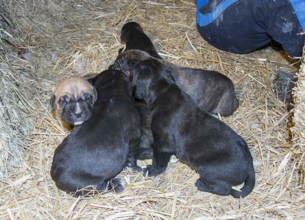 Vendita Cucciolo Cane Corso Da Privato A Ancona Cani Corso 22052019