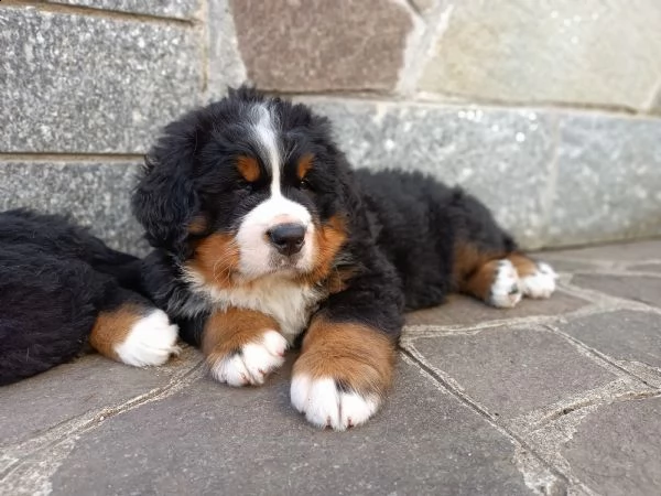 cuccioli di bovaro del bernese | Foto 5