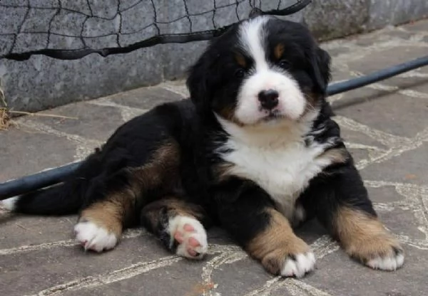 cuccioli di bovaro del bernese