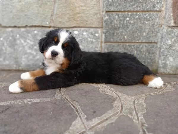 cuccioli di bovaro del bernese | Foto 3