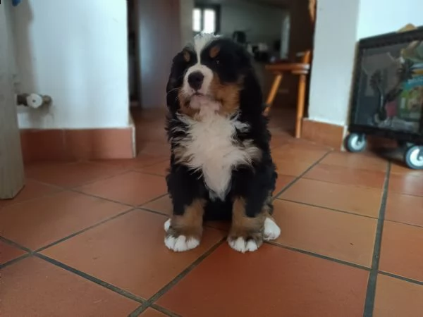 cuccioli di bovaro del bernese | Foto 2