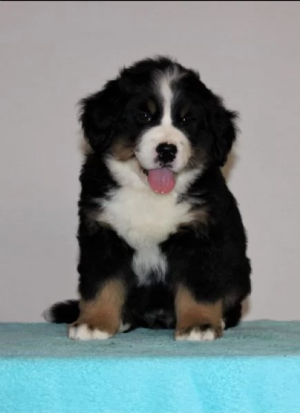 cuccioli di bovaro del bernese | Foto 0