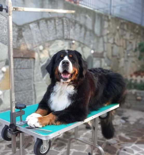 cuccioli di bovaro del bernese | Foto 6