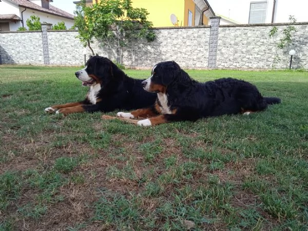 cuccioli di bovaro del bernese | Foto 5